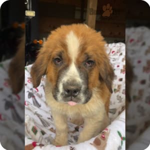 Rough coat st bernard puppies for sale on sale