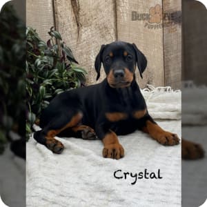 Doberman pinscher outlet puppies $500