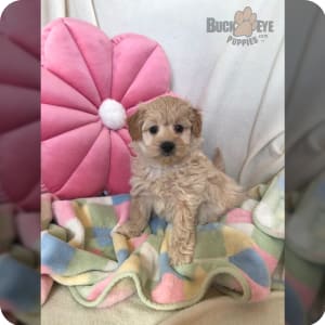Eskipoo puppies for sale near me 2025