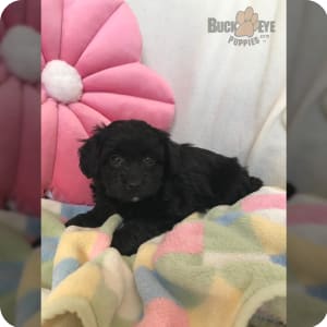 Eskipoo puppies for sale outlet
