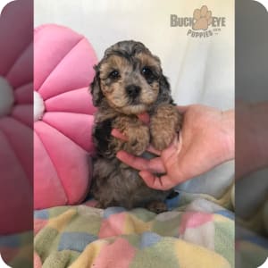 Miniature eskipoo puppies for sale discount
