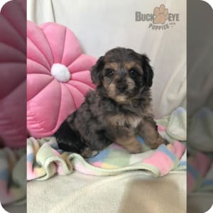 Eskipoo for sale sales