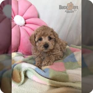 Miniature eskipoo puppies for sale clearance