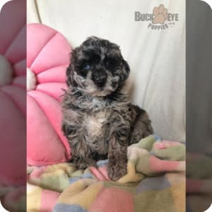 Eskipoo for sale sales