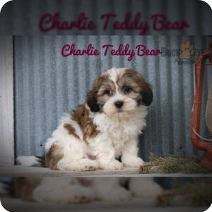Daisy dog puppies for sale teddy bears hotsell