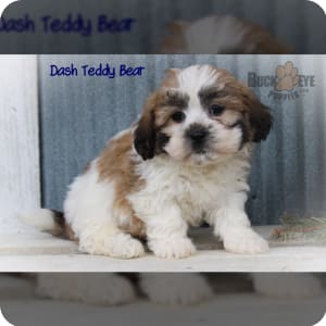 Teddy Bear Puppies for Sale Buckeye Puppies