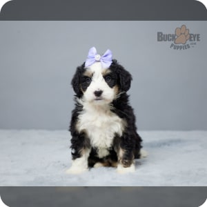 Buckeye puppies bernedoodle cheap