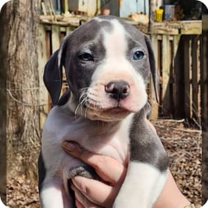 Grey pitbull puppies for sale cheap