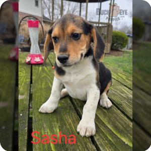 Pocket beagles for top sale near me