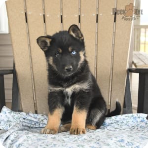 Gerberian shepsky store near me