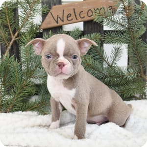 Boston Terrier Puppies for Sale Buckeye Puppies