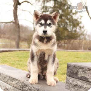 Bouncing malamute puppies price cheap