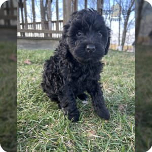 Miniature portuguese water dog for sale cheap