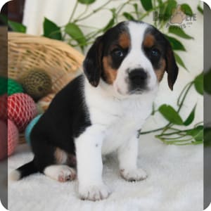 Beagle cross puppies for sale hotsell