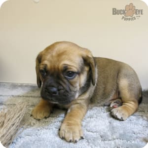 Puggle Puppies for Sale Buckeye Puppies