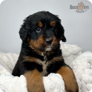 Toy puppy deals breeders near me