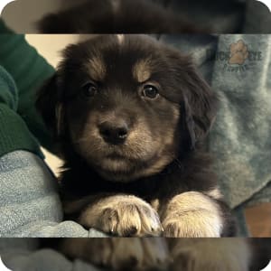 Goberian puppies for sale 2018 hotsell