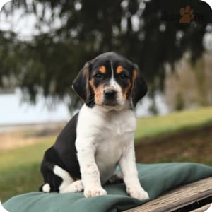 Rocky mountain pocket beagles shop