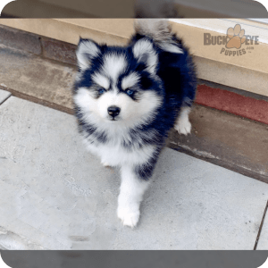 Lush pomsky puppies hot sale