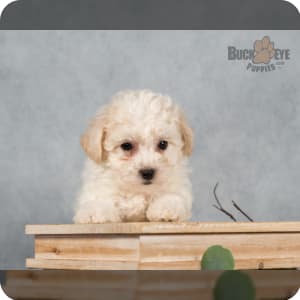 Akc bichon frise puppies for sale hotsell
