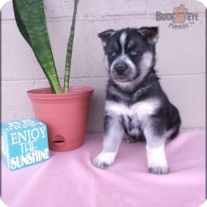 Blue eyed gerberian shepsky puppies for sale hotsell