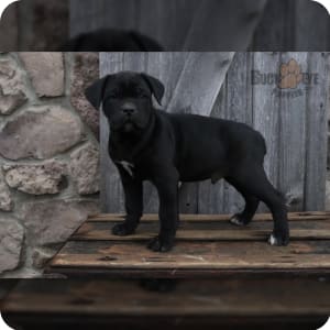 Cane corso puppies for sale outlet under $500