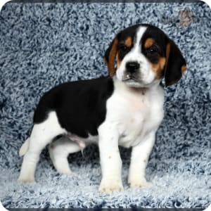 Beagle dachshund mix puppies for sale sales