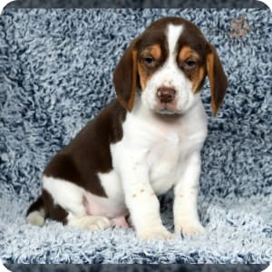 Pocket beagles for sale near me online