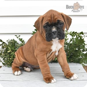 Buckeye puppies store boxers