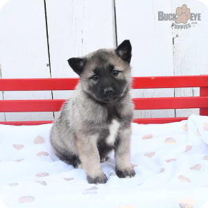 Norwegian Elkhound Puppies for Sale Buckeye Puppies