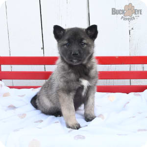 Norwegian elkhound puppy for sale discount
