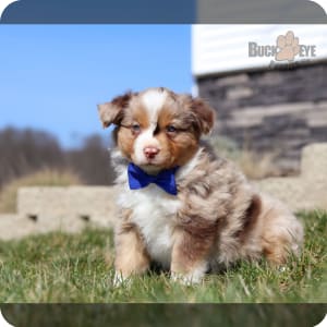 50 puppies for sale near best sale me