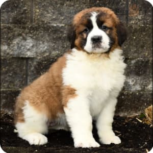 Saint Bernard Puppies for Sale Buckeye Puppies