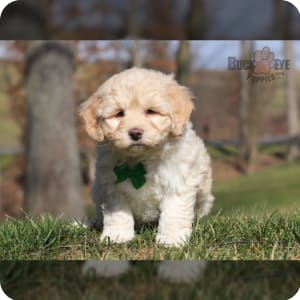 F1b newfypoo for sale clearance