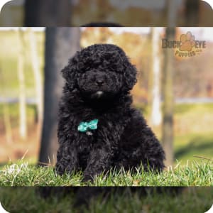 Newfypoo for sale cheap