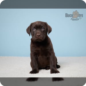 Lab puppies under 500 cheap