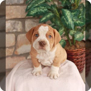 Beabulls for sale shop