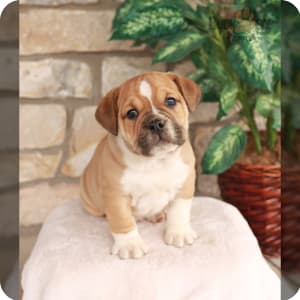 Beabull Puppies for Sale Buckeye Puppies