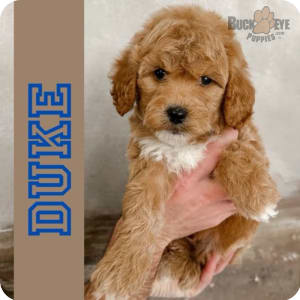 Labradoodle Puppies for Sale Buckeye Puppies
