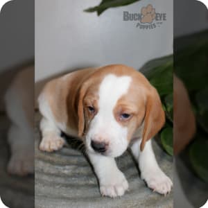 Beagle Puppies for Sale Buckeye Puppies