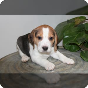 Started beagles for sale deals