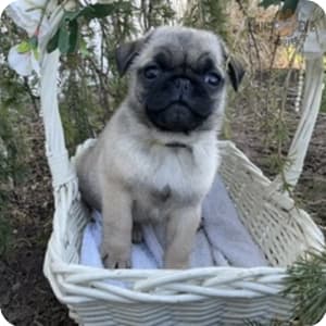 Pug Puppies for Sale Buckeye Puppies