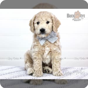 Mini goldendoodle puppies for sale best sale under $500
