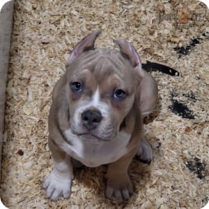Stunning Tricolor Pocket American Bully Puppies
