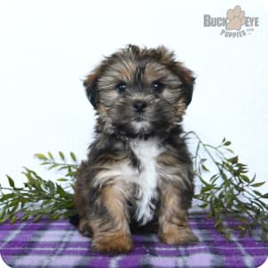 Shorkie for sale clearance