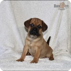 Pocket puggles for sale outlet
