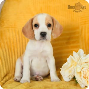 Lemon beagle puppies for sale discount