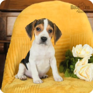 Yellow beagles cheap for sale
