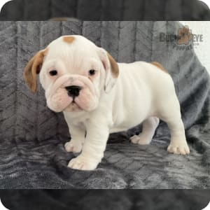 English Bulldog Puppies for Sale Buckeye Puppies