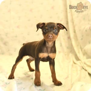 Min pin for sale sales